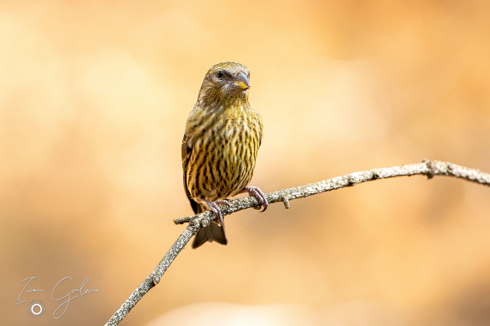 27 april 2022 150937  5D48004 k